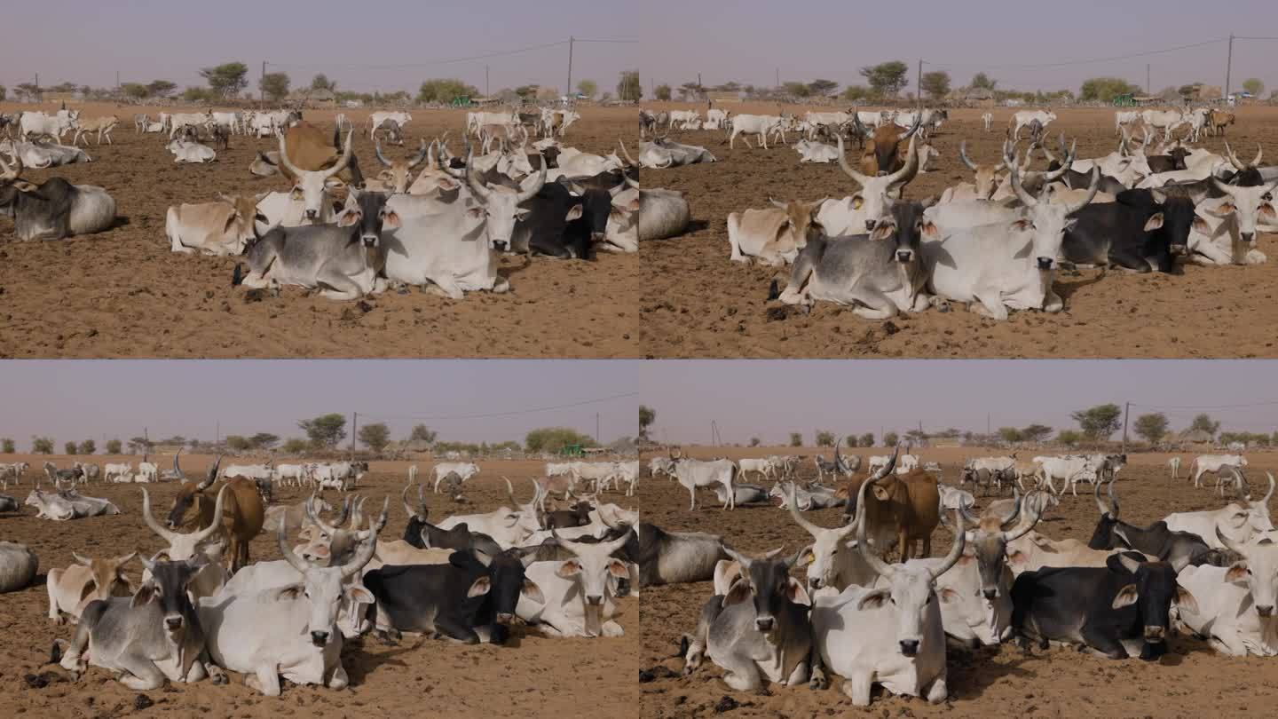 特写镜头平移。躺在北非撒哈拉沙漠萨赫勒地区的富拉尼牛。干旱，气候变化，沙漠化