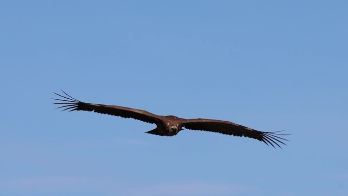 秃鹰gyps fulvus飞行在Barranc del Cint在Alcoi