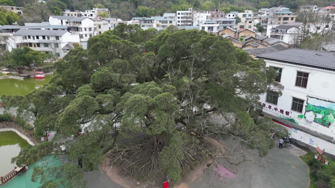 古树村  百年老树