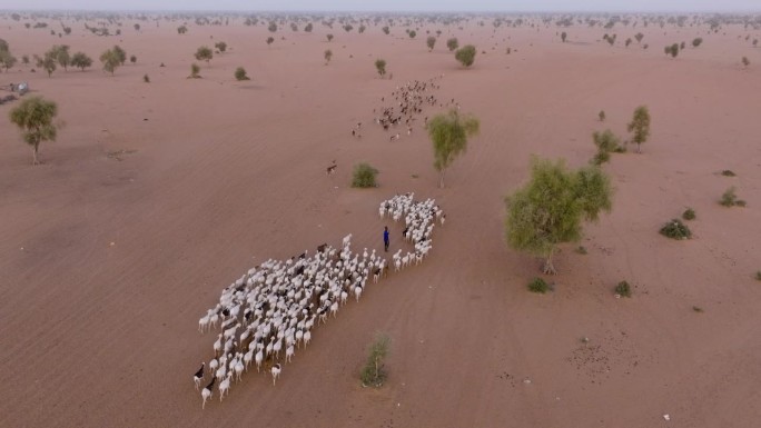天线跟踪。在塞内加尔撒哈拉沙漠萨赫勒地区贫瘠的土地上，一名牧民正在放牧他的山羊。干旱，气候变化，沙漠