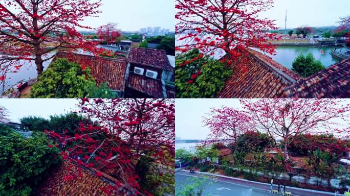 广州喜临院春季最美木棉花穿越航拍4K视频