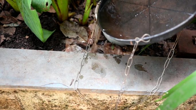 被遗弃的塑料碗放在花瓶里，里面有积水。近距离观察潜在繁殖的蚊子。埃及伊蚊、登革热、基孔肯雅、寨卡病毒