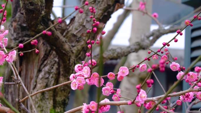 杭州植物园灵峰探梅梅花开了风景视频素材9