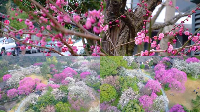 杭州植物园灵峰探梅梅花开了风景视频素材9