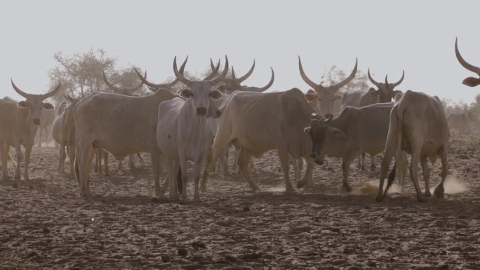 特写镜头。站在北非撒哈拉沙漠萨赫勒地区的富拉尼牛看着相机。干旱，气候变化，沙漠化