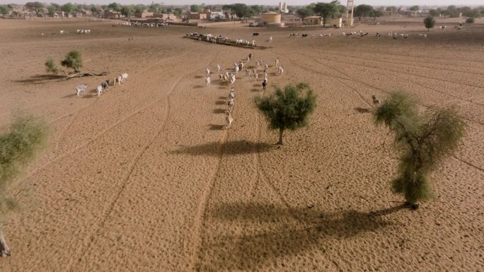天线跟踪。在撒哈拉沙漠的萨赫勒，一群牛在跋涉数英里寻找牧草后，在水坑边饮水。塞内加尔。干旱，气候变化