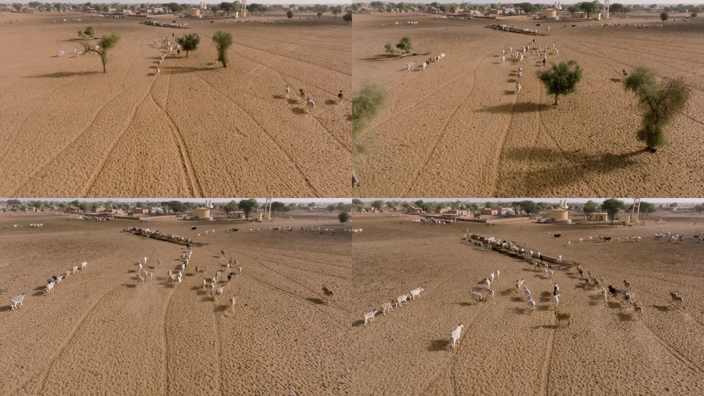 天线跟踪。在撒哈拉沙漠的萨赫勒，一群牛在跋涉数英里寻找牧草后，在水坑边饮水。塞内加尔。干旱，气候变化