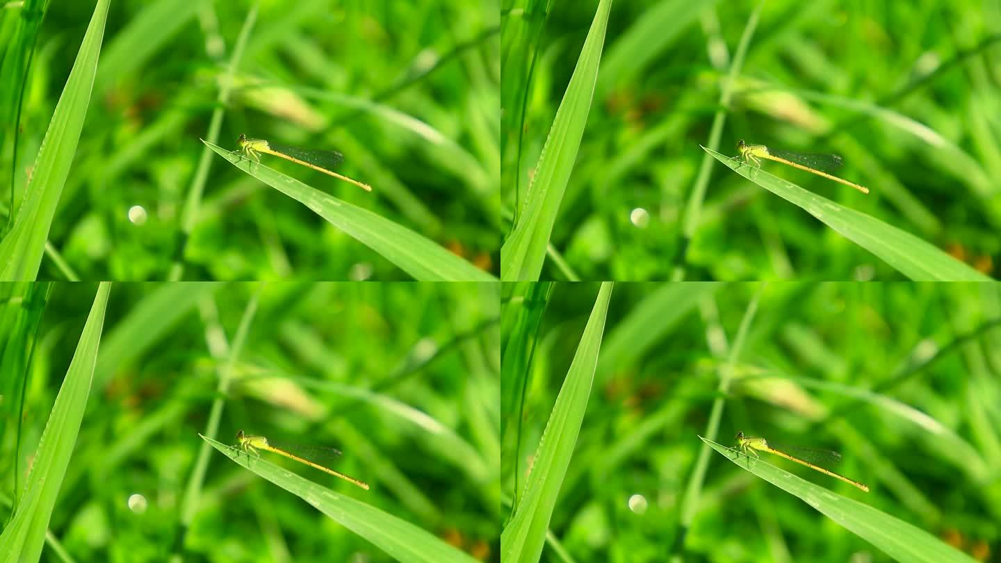 阳光下绿色草地上的昆虫