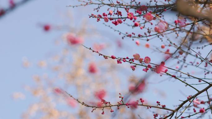 春日盛开的梅花花枝