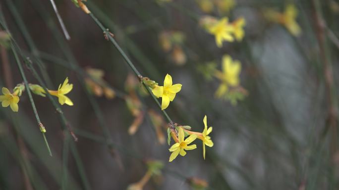 早春里的迎春花4K50P