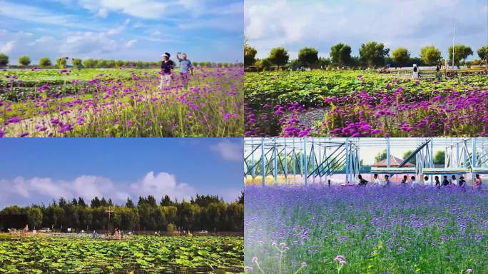 梅里斯湖小火车穿行花海4K