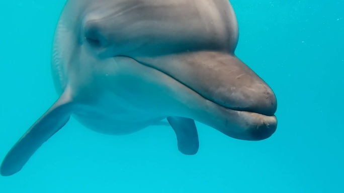 宽吻海豚在镜头前摆姿势，好奇地看着镜头，张着嘴，咔嗒作响