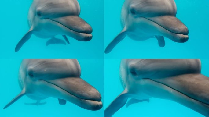 宽吻海豚在镜头前摆姿势，好奇地看着镜头，张着嘴，咔嗒作响