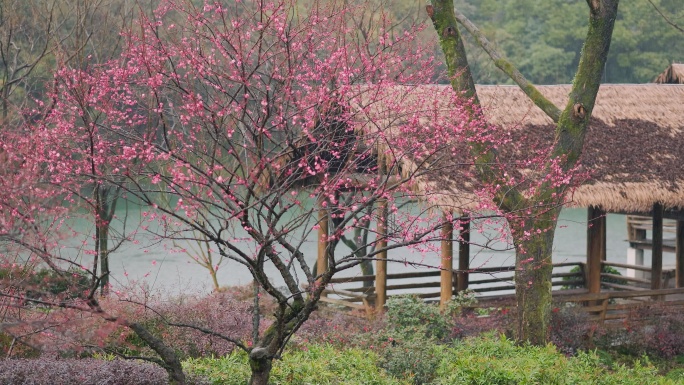 初春雨中杭州西湖的浴鹄湾景色