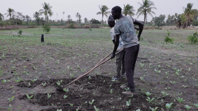 萨赫勒地区塞内加尔的一个蔬菜农场里，小规模的非洲黑人农民正在用锄头松土。干旱，气候变化，沙漠化