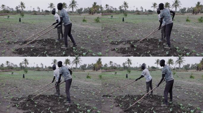 萨赫勒地区塞内加尔的一个蔬菜农场里，小规模的非洲黑人农民正在用锄头松土。干旱，气候变化，沙漠化
