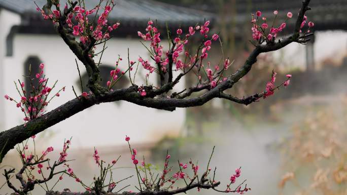 初春烟雨中的兰溪芥子园