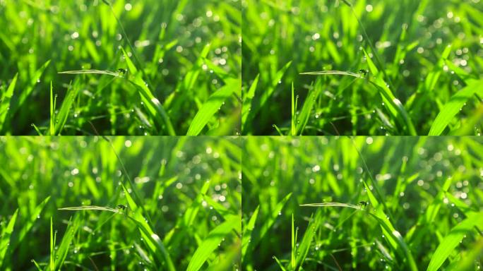 阳光下绿色草地上的昆虫