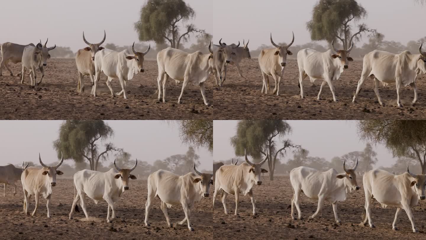 特写镜头。富拉尼牛在北非撒哈拉沙漠的萨赫勒行走。干旱，气候变化，沙漠化