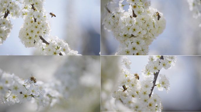 4K蜜蜂花丛中采蜜