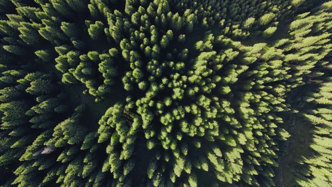 绿色森林针叶林杉树自然环境航拍4K