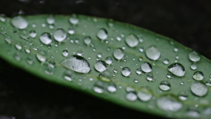 雨天 叶子上的水珠滑落