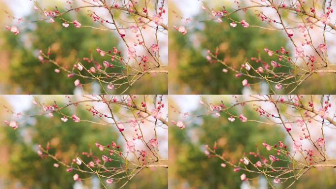 春日盛开的梅花花枝