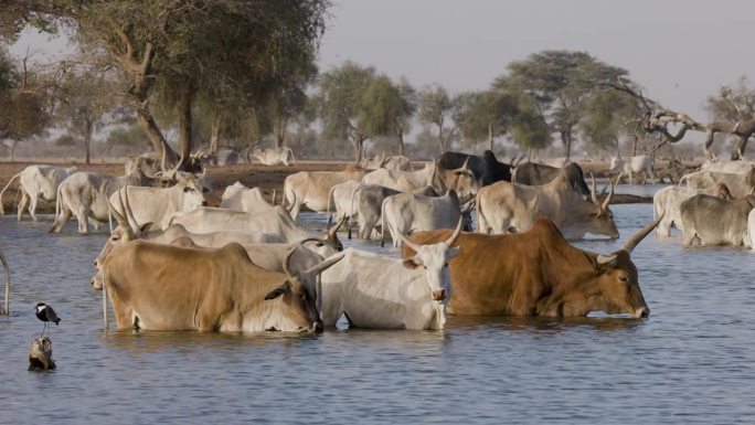 特写镜头。富拉尼牛站在被污染的塞内加尔河中饮水。萨赫勒，撒哈拉沙漠，北非。干旱，气候变化，沙漠化