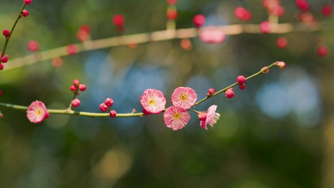 春日盛开的梅花花枝