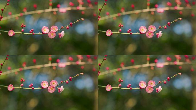 春日盛开的梅花花枝