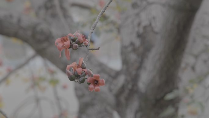 攀枝花 木棉花灰度