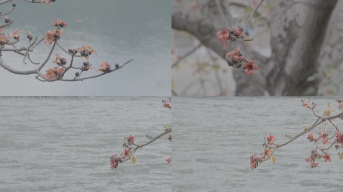 攀枝花 木棉花灰度