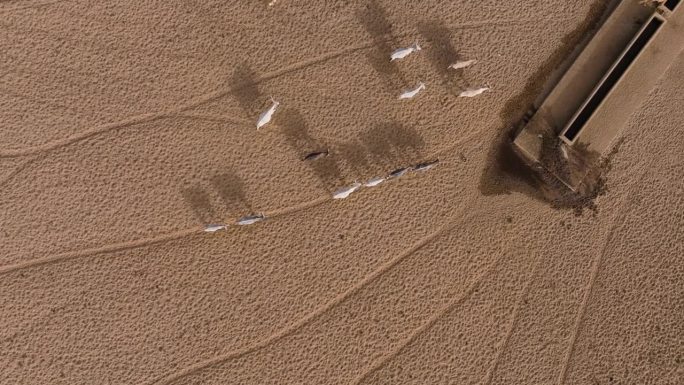 垂直向下的天线。在撒哈拉沙漠的萨赫勒，一群牛在跋涉数英里寻找牧草后，来到一个水坑喝水。塞内加尔。干旱