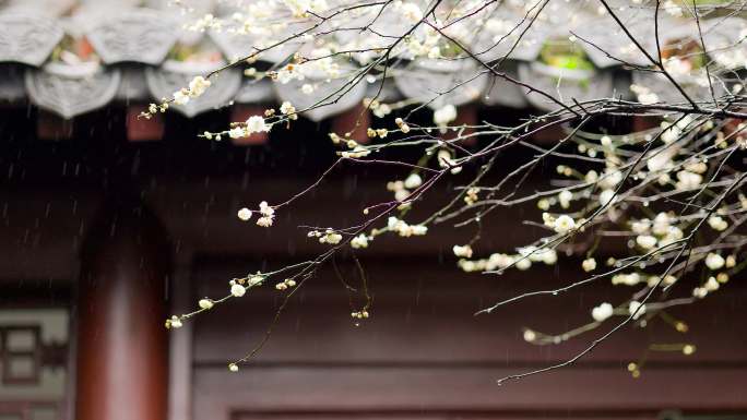 雨天杭州西湖钱王祠景色