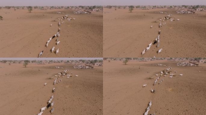 空中飞行。在撒哈拉沙漠的萨赫勒，一群牛在跋涉数英里寻找牧草后，在水坑边饮水。塞内加尔。干旱，气候变化