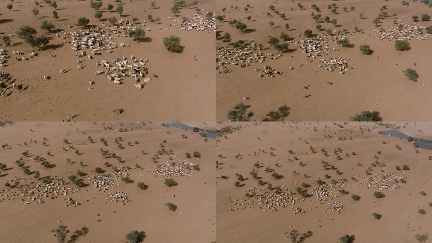 天线。一群富拉尼牛在北非撒哈拉沙漠萨赫勒地区贫瘠的土地上寻找牧草。干旱，气候变化，沙漠化