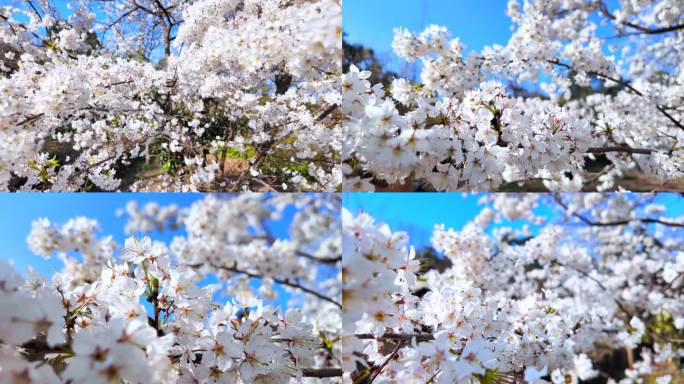 樱花实拍