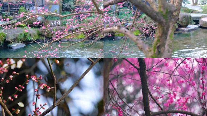 植物园公园梅花花朵开花春天风景视频素材9