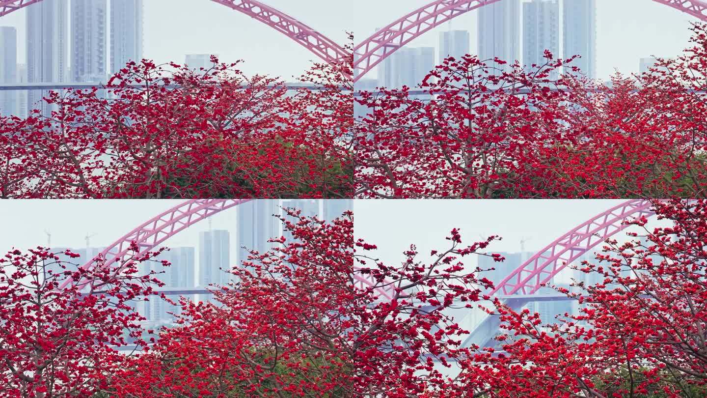 广州喜临院最美木棉花航拍高清4K视频
