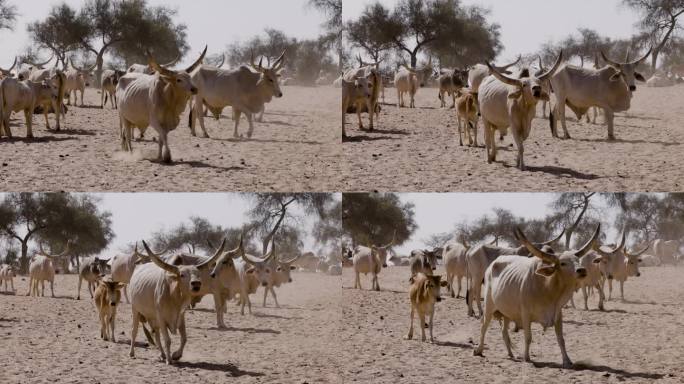 富拉尼牛带着小牛在北非撒哈拉沙漠的萨赫勒行走。干旱，气候变化，沙漠化