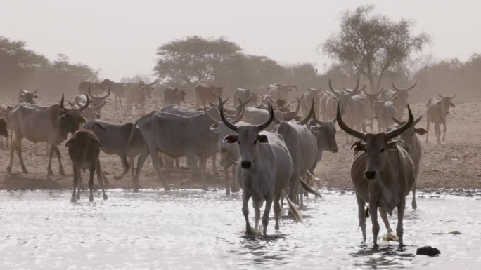 富拉尼牛走到被污染的塞内加尔河饮水。萨赫勒，撒哈拉沙漠，北非。干旱，气候变化，沙漠化