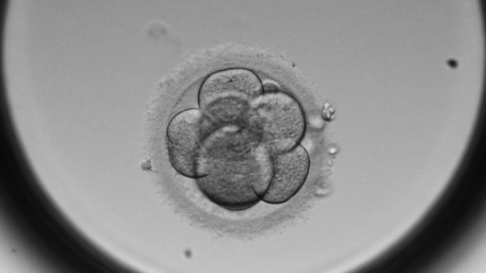 胚胎着床前桑葚胚发育阶段
