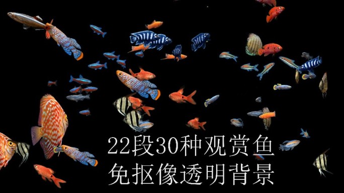 22段30种鱼热带鱼水族馆合集1080