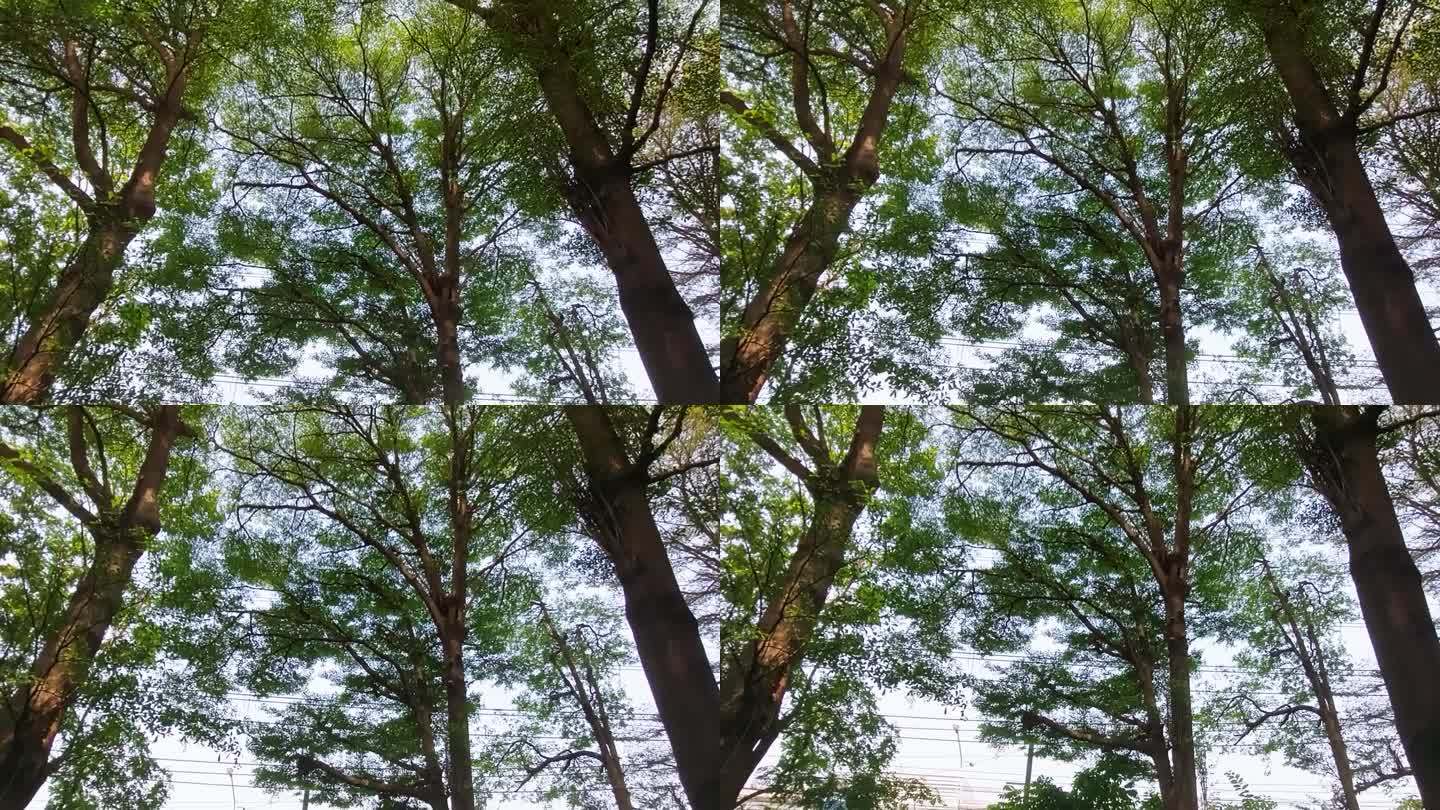 从高角度拍一棵树，从低角度拍一棵树。