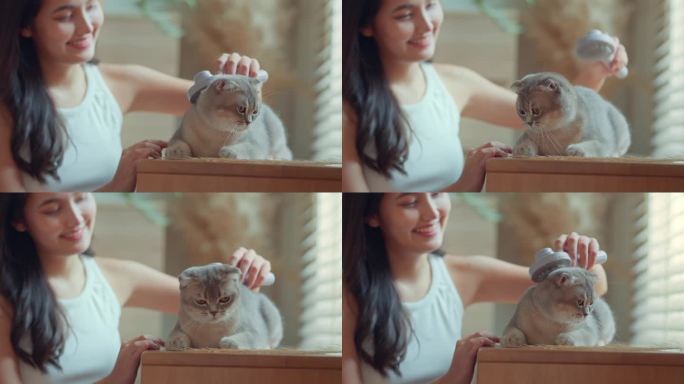 年轻的亚洲年轻女子在家里快乐地刷苏格兰折叠猫毛，猫毛护理，宠物和主人之间的互动。有宠物的家庭生活