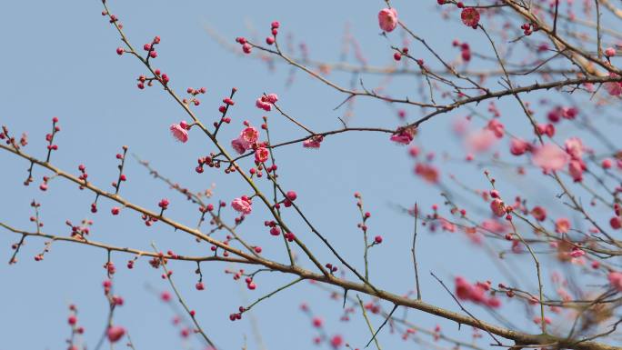 春日盛开的梅花花枝