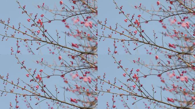 春日盛开的梅花花枝