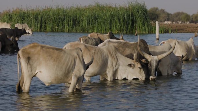 特写镜头。富拉尼牛站在被污染的塞内加尔河中饮水。萨赫勒，撒哈拉沙漠，北非。干旱，气候变化，沙漠化