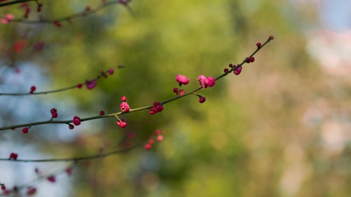 春日盛开的梅花花枝