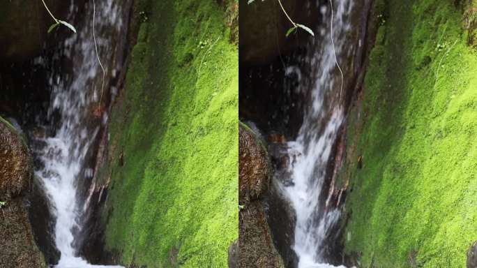 （慢镜）长满苔藓的小溪清澈的流水竖版